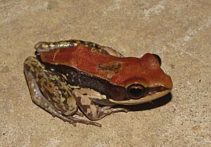 The Fungoid Frog (Hylarana malabarica)