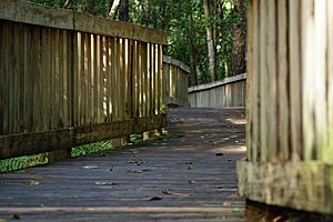 Photograph of part of the boardwalk at Tibet-Butler Preserve