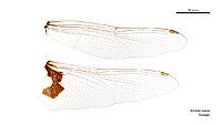 Tramea loewii female wings (34219442984)