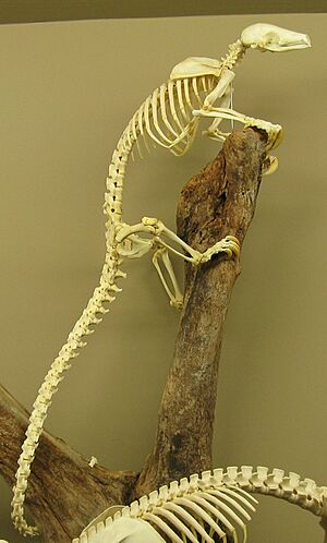 Tree pangolin skeleton