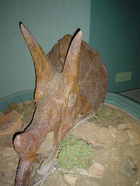 Triceratops skull at RSM (4677018347)