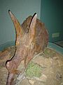 Triceratops skull at RSM (4677018347)
