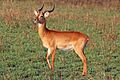 Ugandan kob (Kobus kob thomasi) male