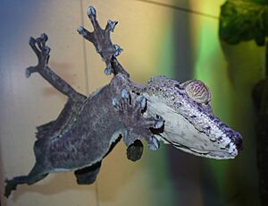 Uroplatus fimbriatus (3)