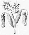 Utricaria vegetabilis zeylanensium