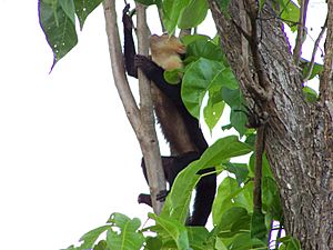 White-faced Capuchin Monkey 2