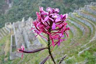 Winaywayna orchid
