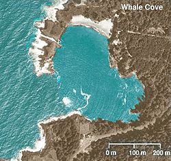 Wpdms usgs photo whale cove oregon