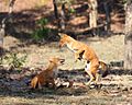 20140303 7687 Pench Dhole