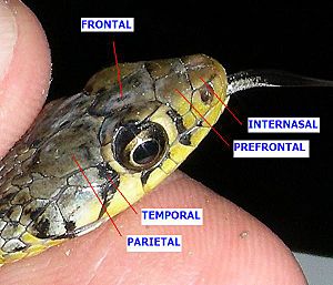 AB045 Scales on a snakes head