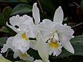 A and B Larsen orchids - Cattleya Queen Sirikhit Diamond Crown DSCN4414