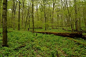 Abraham's Woods