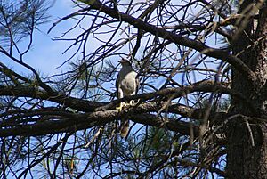 Accipiter atricapillus Kaibab