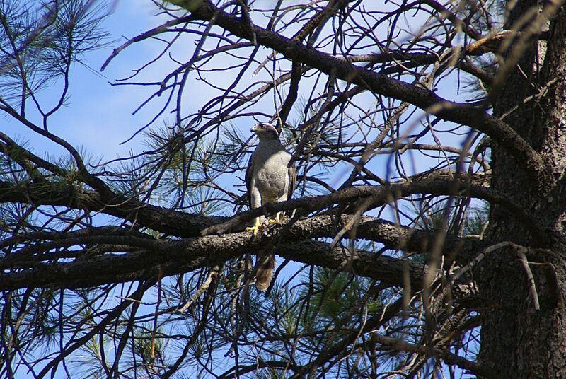Accipiter atricapillus Kaibab