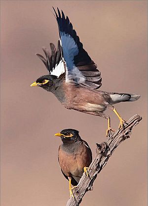 Common Myna Facts For Kids