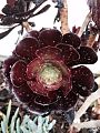 Aeonium arboreum 4