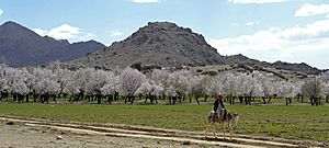 Almond trees in Zabul Province of Afghanistan