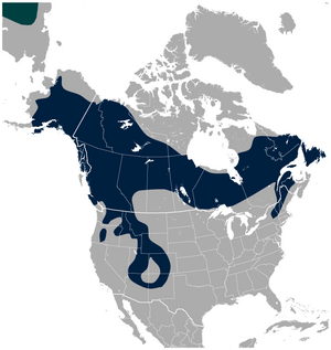 American Three-toed Woodpecker Picoides dorsalis distribution map 2.png