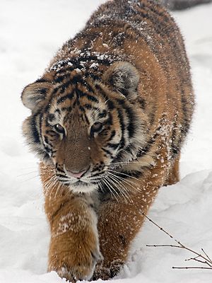Amur Tiger Panthera tigris altaica Cub Walking 1500px