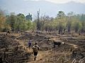 An example of slash and burn agriculture practice Thailand