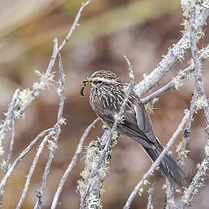 Andean tit-spinetail (Leptasthenura andicola andicola) Caldas