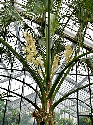 Arecaceae Sabal rosei 1.jpg