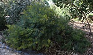 Banksia grossa