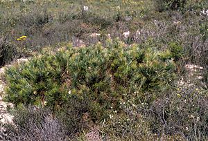 Banksia lanata habit