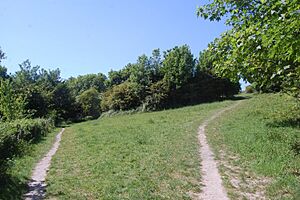 Bevendean Down (Local Nature Reserve), Bevendean (May 2020) (3)