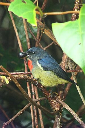Black-sided Flowerpecker (Dicaeum monticolum) - Gunung Alab.jpg