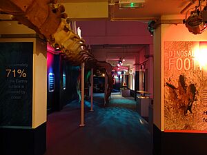 Blackgang Chine whale museum and skeleton
