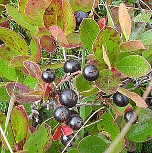 Bog huckleberry