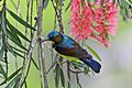 Brown-throated Sunbird male