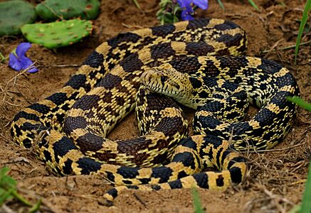 Bullsnake (Pituophis catenifer sayi) (42752586552)