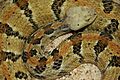 C horridus