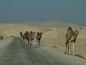 Camel - panoramio