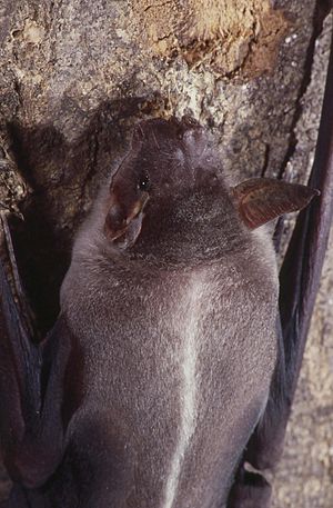 Captive Noctilio leporinus
