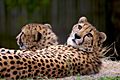 Cheetahs-Houston-Zoo