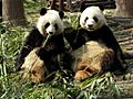 Chengdu pandas eating