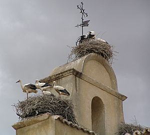 Ciconia ciconia -Iglesia de San Isidoro, Ciguenas en el campanario, Salamanca, Spain-18June2006