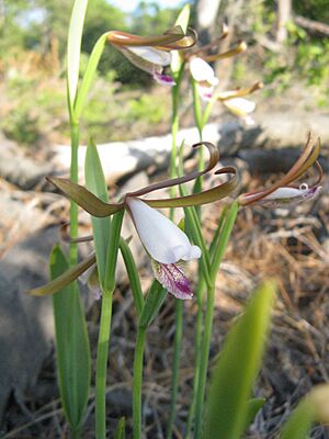 Cleistesiopsis divaricata 02