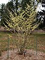 Colonial Park Arboretum and Gardens - Hamamelis