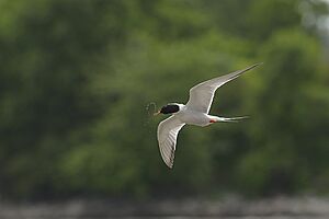 Common-tern,web