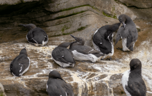Common Murre at the Oregon Coast Aquarium
