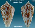 Conus mucronatus segondensis 1