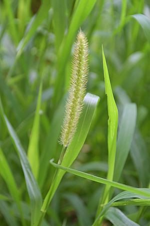 Digitaria compacta in Jardin botanique de la Charme 02.jpg