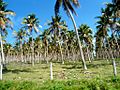 Efate East - Very old coconut plantations - panoramio
