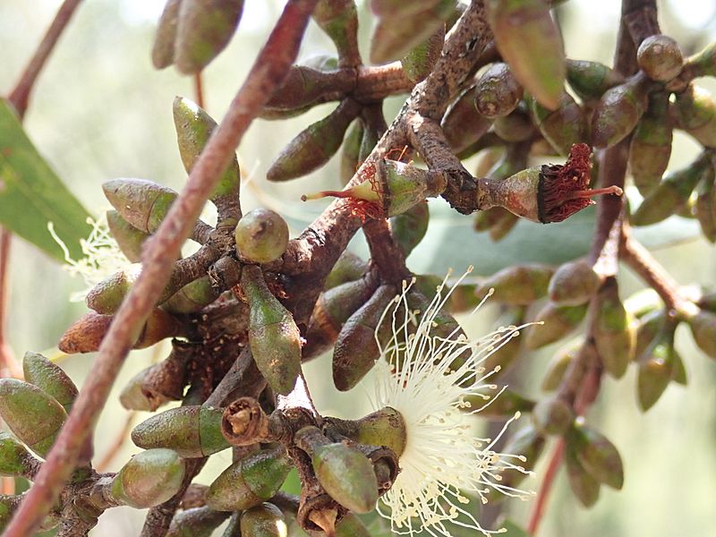 Eucalyptus pumila PB280067 (37998208254)
