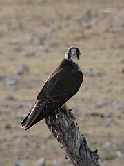 Falco biarmicus Etosha