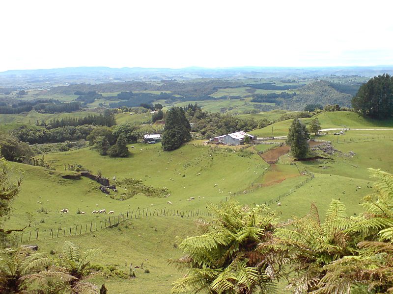 Farming Country In Waitomo Area